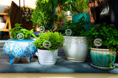 Scalloped Plant Markers