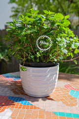 Scalloped Plant Markers