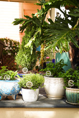 Scalloped Plant Markers