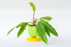 Color Blocked Planter