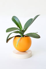 Color Blocked Planter