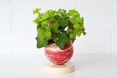 Red, Cream, & Gold Marbled Loa Planter