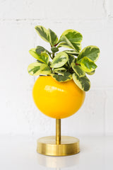 Lifted Loa Planter