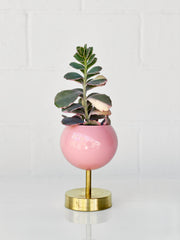 Lifted Loa Planter