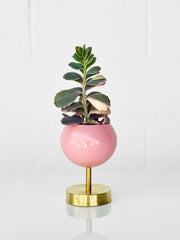 Lifted Loa Planter