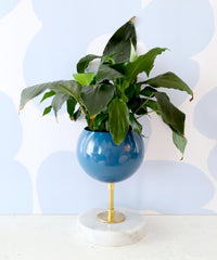 Denim blue planter on a marble base with a peace lilly and light blue floral wallpaper