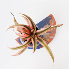 Blue & Peach Marbled Demilune Planter