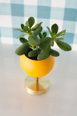 Lifted Loa Planter