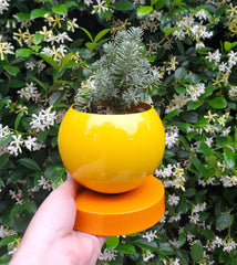 Yellow and Orange Peel Color Blocked Planter