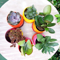 Pink, red, orange, and purple colorblocked planters