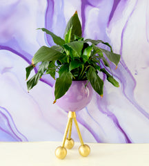 Purple Planter on a purple marble background