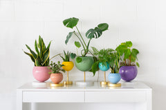 Pastel Rainbow Planter Collection