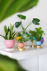 Pastel Rainbow Planter Collection