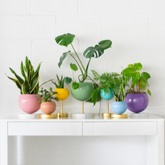 Pastel Rainbow Planter Collection