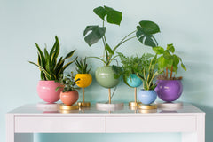 Pastel Rainbow Planter Collection