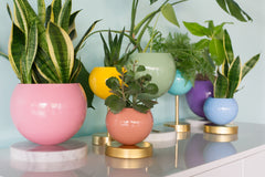 Pastel Rainbow Planter Collection