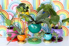 Rainbow Planter Collection