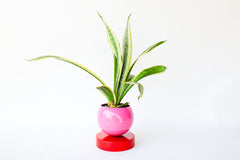 Doll Pink & red colorblocked planter  mid century modern style houseplant