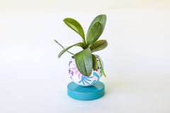 Rainbow & Teal Squiggle Loa Planter