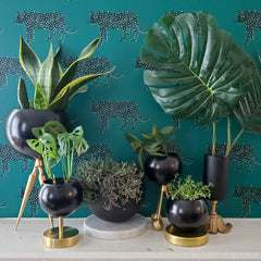 Black and brass planters against cheetah wallpaper