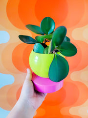 Chartreuse & Pink Color blocked planter on a 70s orange wallpaper