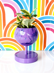 Marbled Purple raised loa planter with rainbow wallpaper
