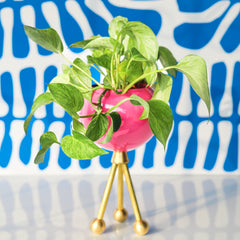hot pink and brass planter with a green pothos and blue and white abstract background