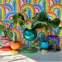Rainbow Planter Collection