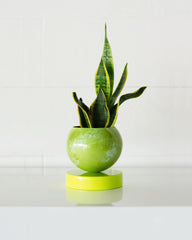 Neon Green & Mint Marbled Loa Planter