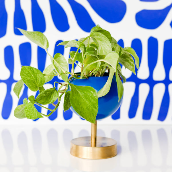 primark hanging plant Lifted Loa Planter