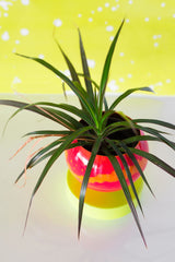 Neon Pink, Orange, & Chartreuse Marbled Loa Planter