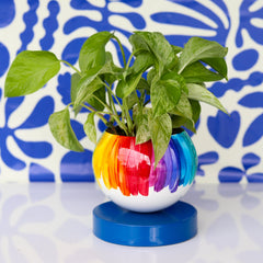 Rainbow Loa Planter on a Blue Base