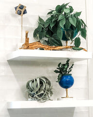 Bathroom shelfie with plants